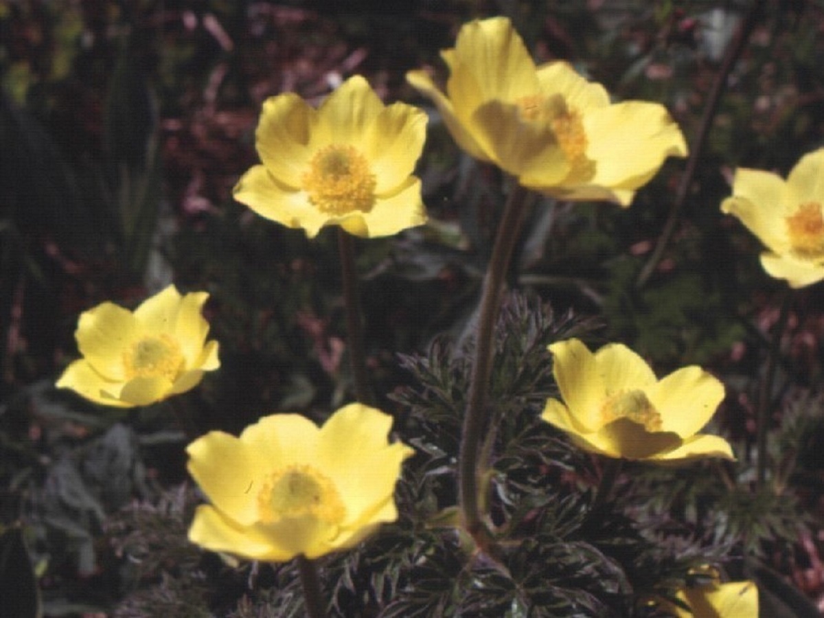Anemone alpina subsp. apiifolia (Ranunculaceae)